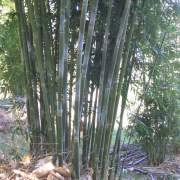 PHOTO OF TEXTILIS: WEAVERS BAMBOO