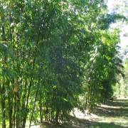 PHOTO OF BAMBUSA LAKO: TIMOR BLACK BAMBOO