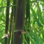 PHOTO OF TIMOR BLACK BAMBOO