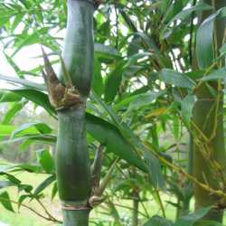 PHOTO OF BAMBUSA VENTRICOSA: BUDDHA'S BELLY BAMBOO