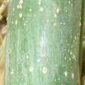 PHOTO OF SCALE INSECTS ON BAMBOO